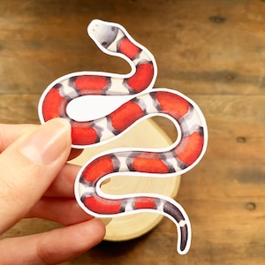Etiqueta engomada brillante de la serpiente de leche roja, etiqueta engomada del ordenador portátil o del teléfono de la serpiente Pequeño regalo para los dueños de la serpiente, etiqueta engomada animal inusual de la serpiente rayada linda