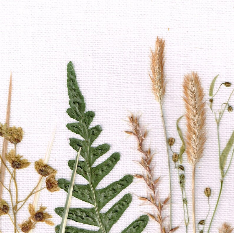 May include: A close-up of pressed botanicals on a white canvas background. The botanicals include a fern frond, a tall grass, and a smaller grass with seed heads.