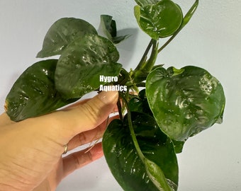 Anubias Butterfly - Live Aquarium Plant