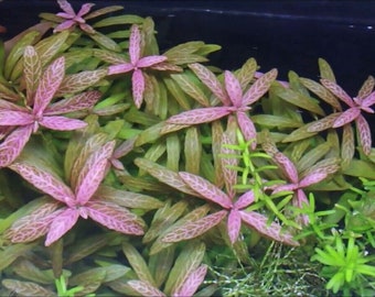 Hygrophila Sunset - Live Aquarium Plant