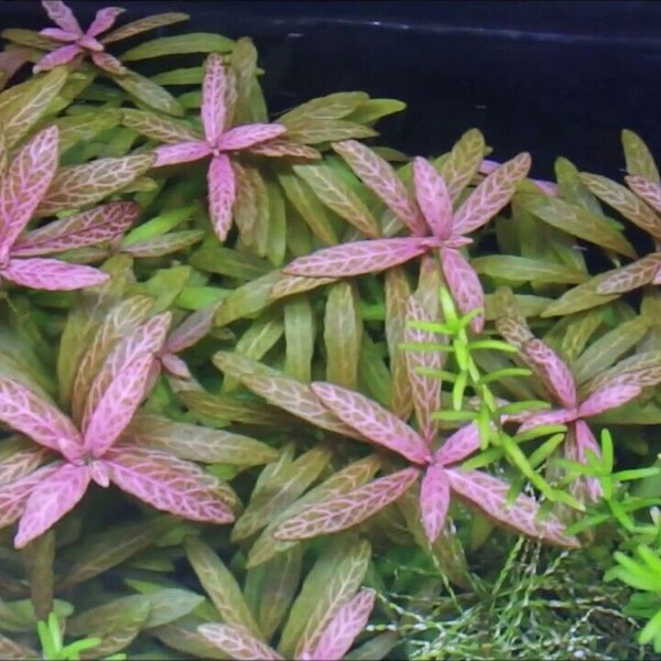 Hygrophila Sunset - Live Aquarium Plant