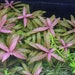 see more listings in the Midground Plants section