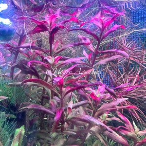 Limnophila Belem Rare Aquarium Live Plant image 4