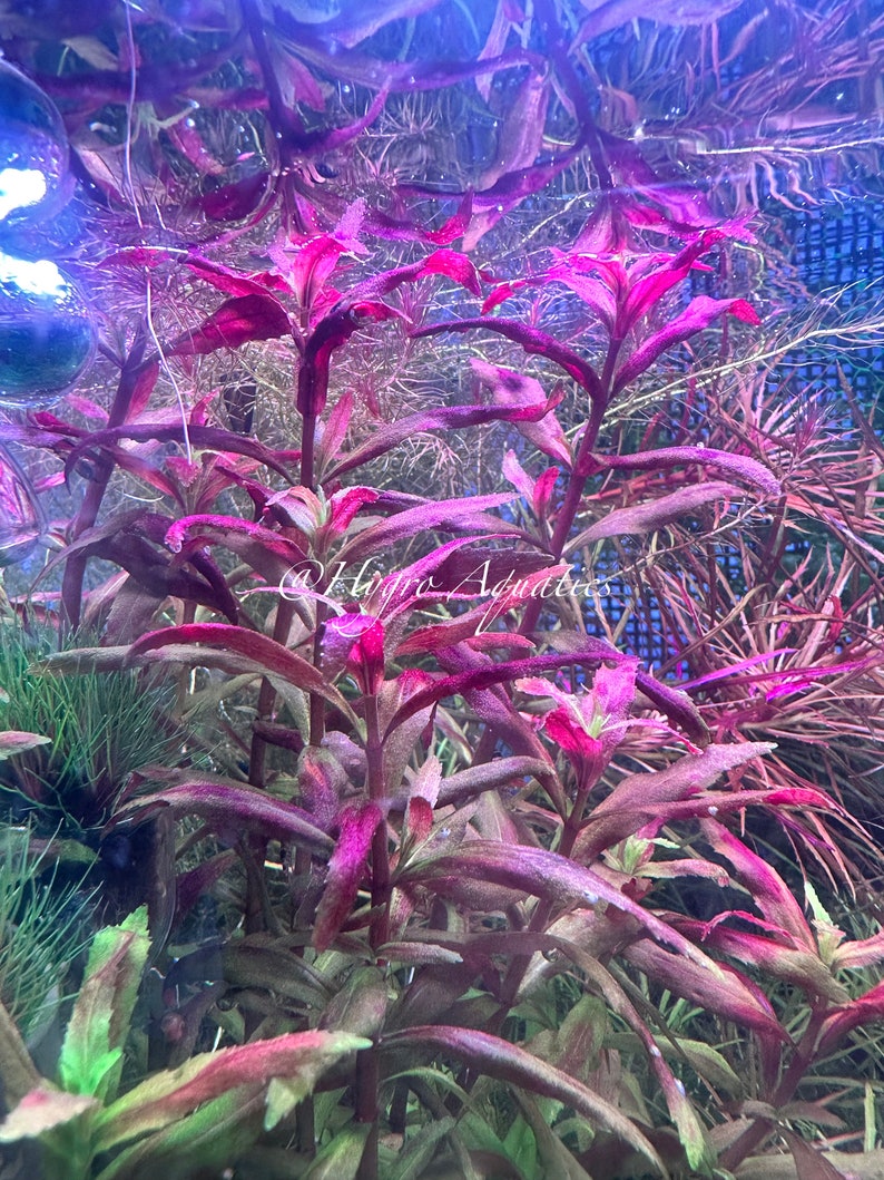 Limnophila Belem Rare Aquarium Live Plant image 4