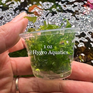Subwassertang Round Pellia Moss - Live Aquarium Plant bild 3
