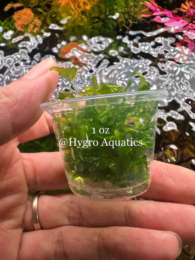 Subwassertang Round Pellia Moss - Live Aquarium Plant bild 3