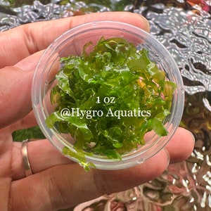Subwassertang Round Pellia Moss - Live Aquarium Plant bild 4