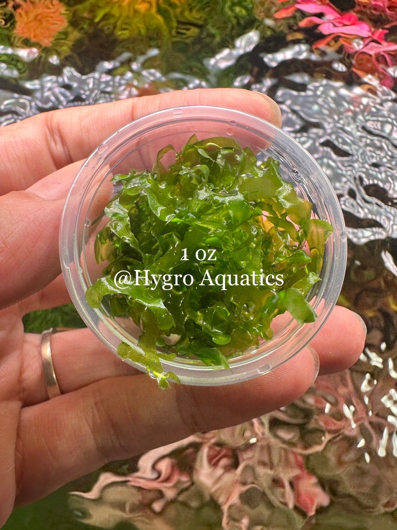 Subwassertang Round Pellia Moss - Live Aquarium Plant bild 4