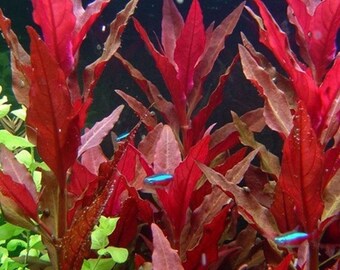 Alternanthera Reineckii Cardinalis - Aquarium Live Plant