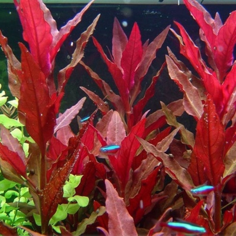 Alternanthera Reineckii Cardinalis Aquarium Live Plant image 1