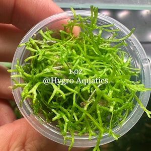 Riccia Flutans Live Aquarium Plant image 4