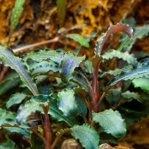 Bucephalandra Plants - Live Aquarium Plant