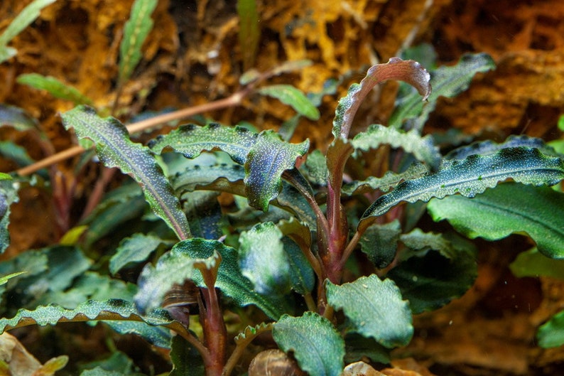 Bucephalandra Plants Live Aquarium Plant image 1