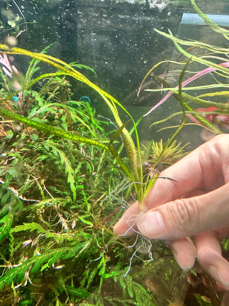 Vallisneria Spiralis Leopard Live Aquarium Plant image 3