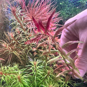 Limnophila Belem Rare Aquarium Live Plant image 3