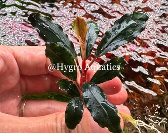 Bucephalandra Ghost - Live Aquarium Plant