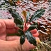 see more listings in the Bucephalandra section