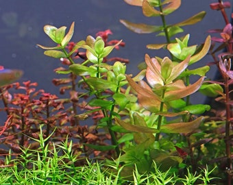 Bacopa Caroliniana Red - Live Aquarium Plants