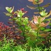 see more listings in the Midground Plants section