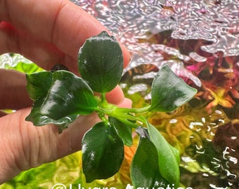 Anubias Bonsai Wavy - Live Aquarium Plant