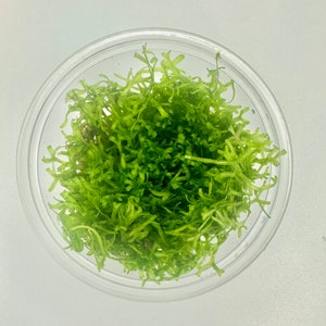 Riccia Flutans Live Aquarium Plant image 3