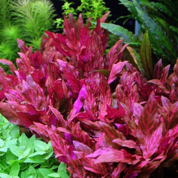 Alternanthera Reineckii Rosanervig - Live Aquarium Plant