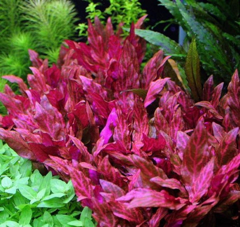 Alternanthera Reineckii Rosanervig Live Aquarium Plant image 1