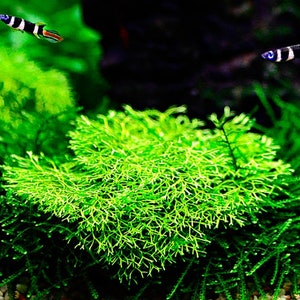 May include: A close-up of a lush green aquatic plant with feathery fronds, commonly known as Java Moss. The plant is growing in a freshwater aquarium, with two small black and white striped fish swimming in the background.