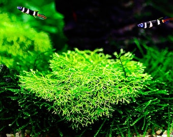 Riccia Flutans - Live Aquarium Plant