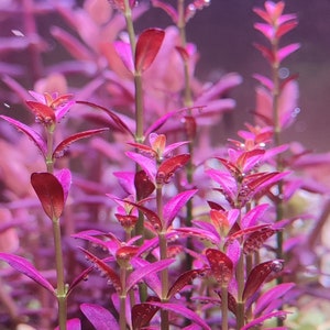 Rotala Ramosior Florida  - Live Aquarium Plant