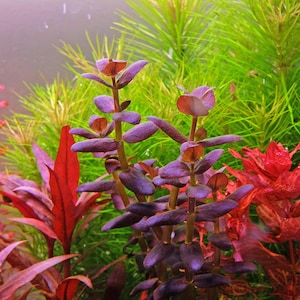 Bacopa Salzmannii Purple - Live Aquarium Plant