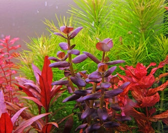 Bacopa Salzmannii Purple - Live Aquarium Plant