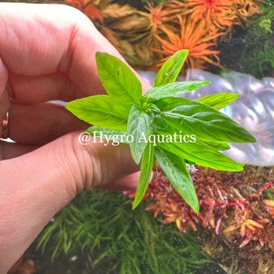 Staurogyne Repens  -  Live Aquarium Plant