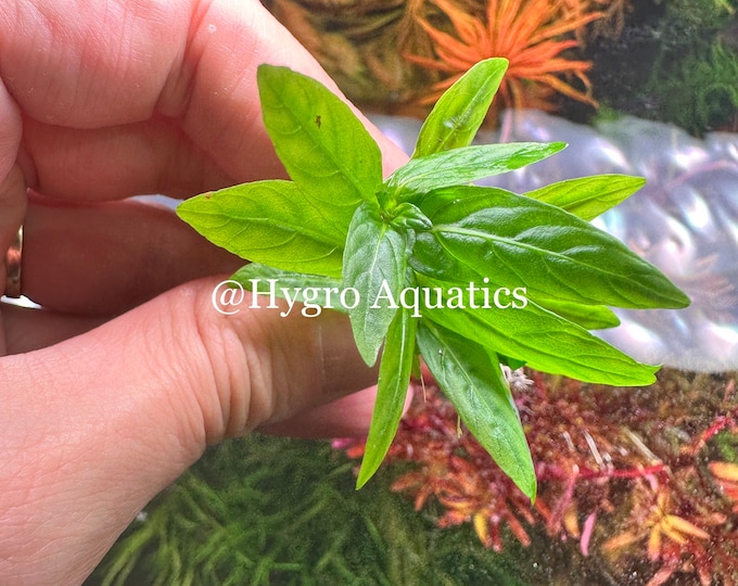 Staurogyne Repens - Live Aquarium Plant - Etsy