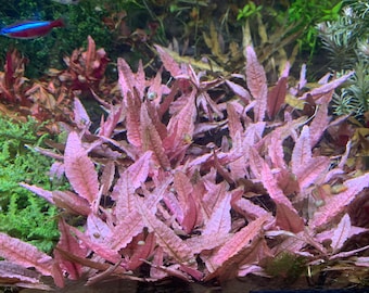 Cryptocoryne Flamingo Pink- Live Aquarium Plant