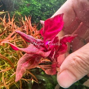 Alternanthera Reineckii Rosanervig Live Aquarium Plant image 4