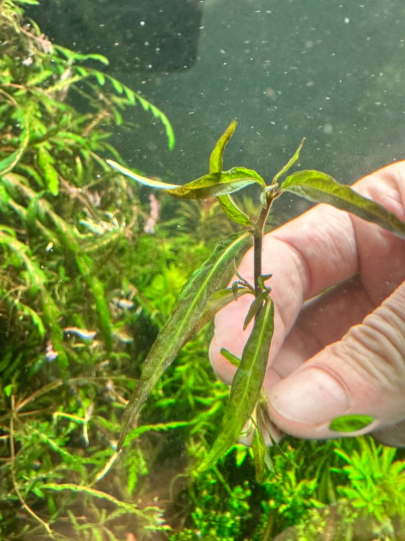 Staurogyne Porto Velho Live Aquarium Plant image 3