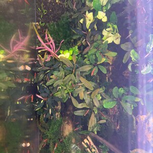 Bucephalandra Plants Live Aquarium Plant image 7