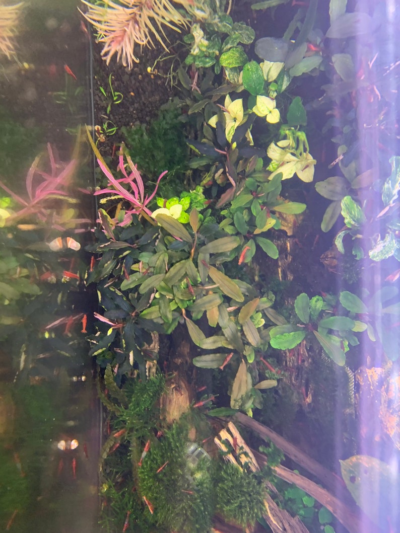 Bucephalandra Plants Live Aquarium Plant image 7