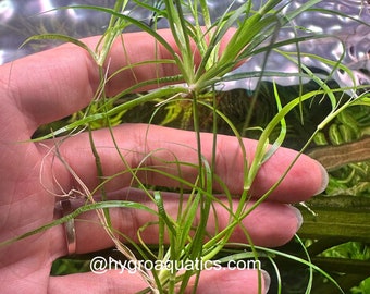 Juncus Repens - Live Aquarium Plant