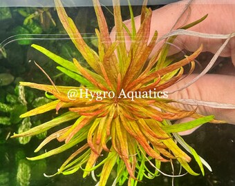 Ludwigia Inclinata Var. Verticillata - Live Aquarium Plants