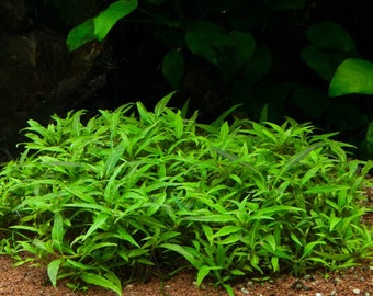 Staurogyne Porto Velho - Live Aquarium Plant