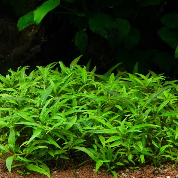 Staurogyne Porto Velho - Live Aquarium Plant