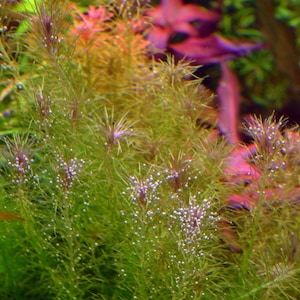 Mayaca sp. "Santarem Red" - Live Aquarium Plant