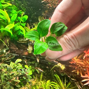 Anubias Nana Petite - Live Aquarium Plant