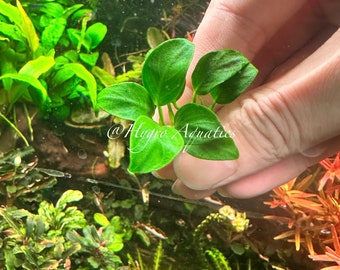 Anubias Nana Petite - Live Aquarium Plant