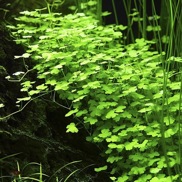 Hydrocotyle Tripartita - Live Aquarium Plant