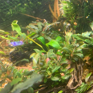 Bucephalandra Plants Live Aquarium Plant image 5