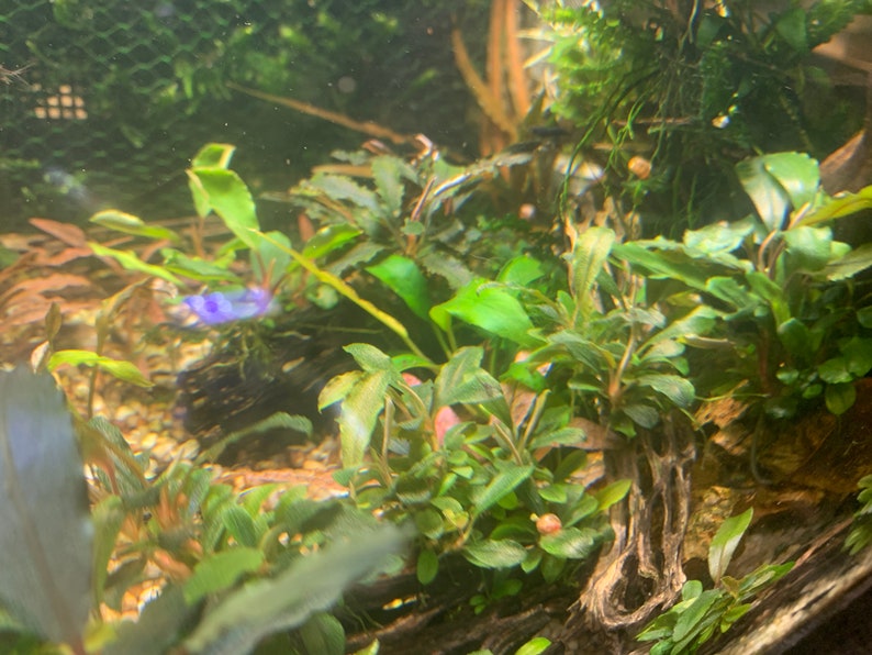 Bucephalandra Plants Live Aquarium Plant image 5