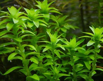 Tonina Fluviatilis - Live Aquarium Plant